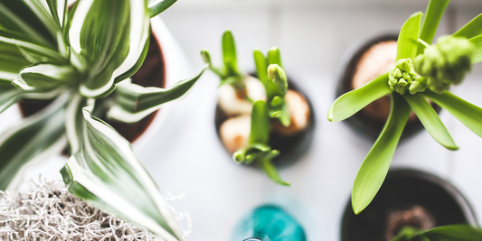 How House Plants Make People Happier