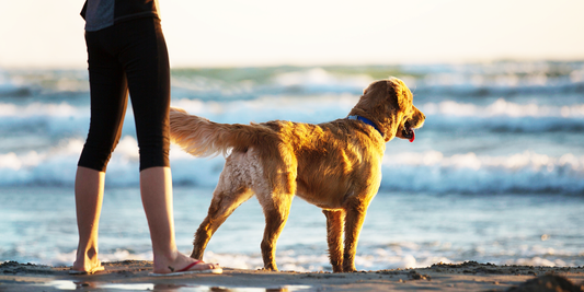 Best Dog-Friendly Beaches in California