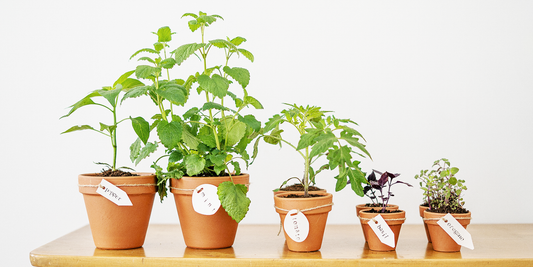 Why You Should Grow Your Own Food