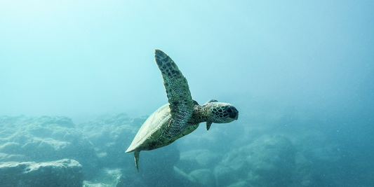 10 Sea Turtle Facts