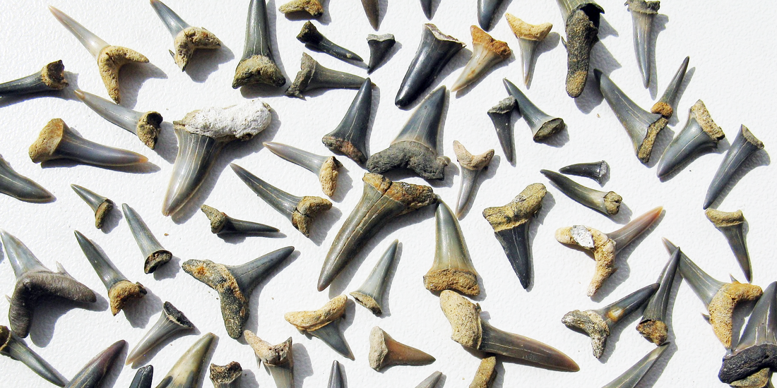 The Shark Tooth Guide: 8 Facts You Didn't Know About Shark's Teeth